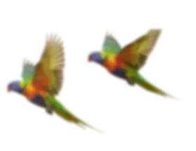 Hp Parrots2